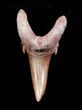 Carcharias (Extinct Sand Tiger) Shark Tooth - Eocene #3420-1
